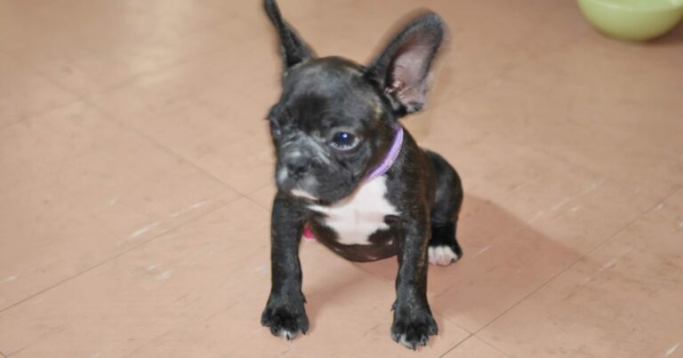 Are French Bulldogs Easy To Train?